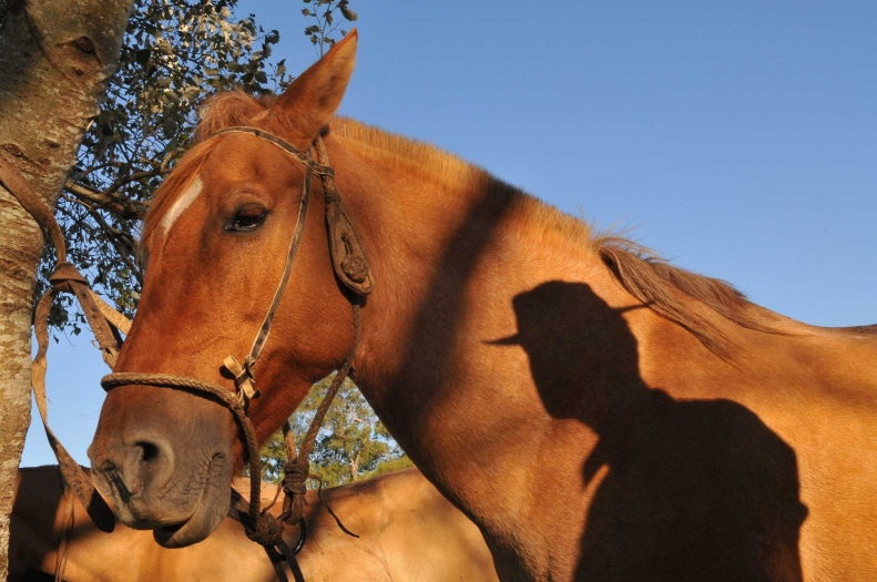 El Gaucho